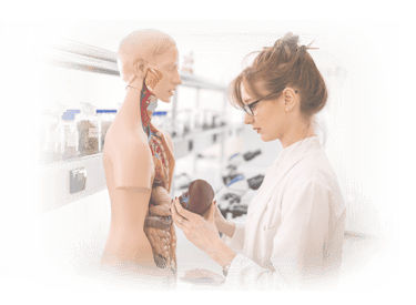 Ultrasound student in lab coat examining an anatomic model.