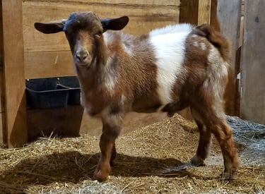 Moonspotted Fainting Goat in Lebanon, PA