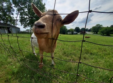 Fainting Goat Farm in Lebanon, Pennsylvania