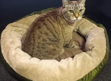 QC Manager testing the pet cushion