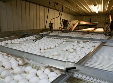 Installation and maintenance of commercial egg collection systems.