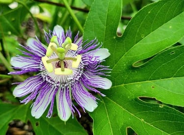 Greenway Park, Chattanooga - Unique purple feathery flower found on a nature trail