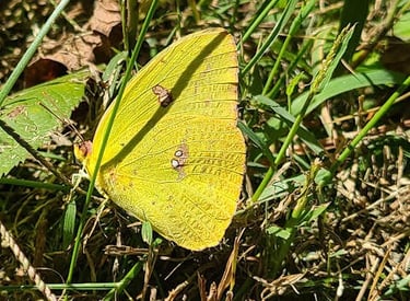 Greenway Park, Chattanooga - Beautiful yellow butterfly found on a nature trail