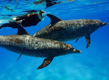 swim with wild dolphins