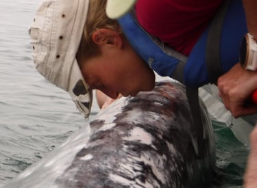 woman kissing a whale in Baja, Mexico