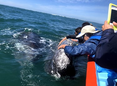 Petting a whale in Baja, Mexico