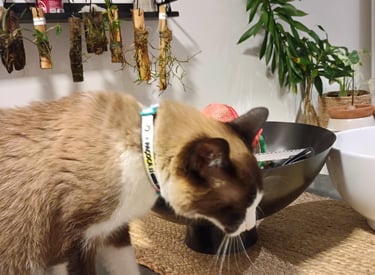 gato usando coleira