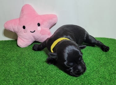 Chiot Schnauzer nain