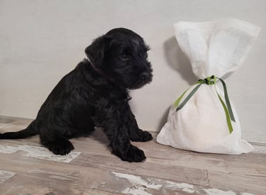 Adorable chiot Schnauzer