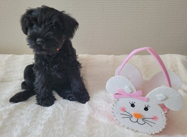 Viky des Diamants Noirs d'Also