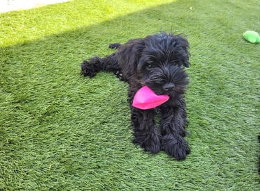 Chiot Schnauzer nain qui joue