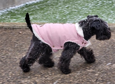 Tara, femelle Schnauzer nain noir