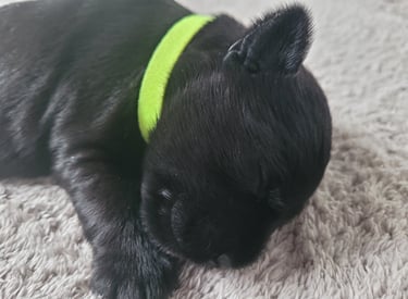 Gros plan sur un Diamant Noir