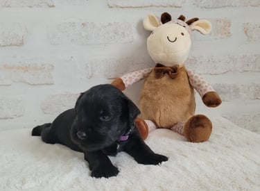 Chiot Schnauzer et sa girafe
