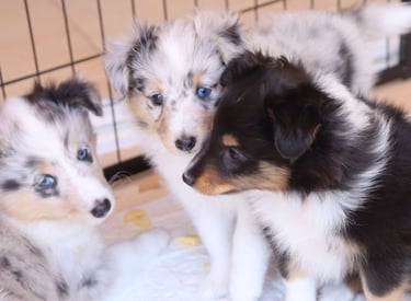 Cachorros de Pastor de las islas de shetland, shetland sheepdog