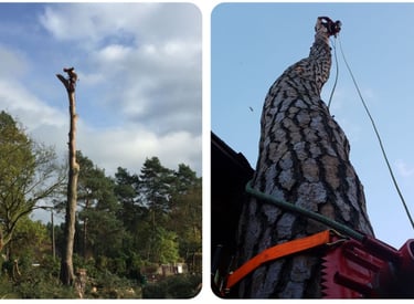 gb-baumfaellung-zeuthen