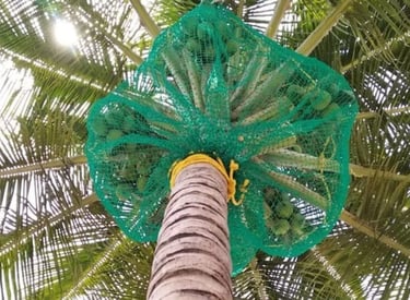 Protective netting wrapped around a tall coconut tree to catch falling coconuts.