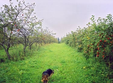 Õunapuude lõikamisel ja saagikusel on väga tihe seos. Vasakul endine lõikaja, paremal meie lõikus. Sama sort ja tingimused.