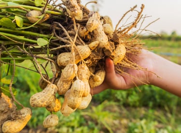 a person holding a bunch of peanuts on a field