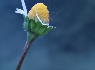 Portätbild eines Gänseblümchens vor tiefblauem Hintergrund
