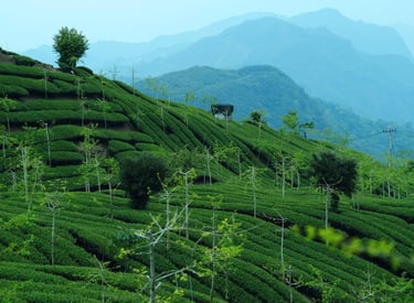 tea fields, taiwan, mountains, mountain tea