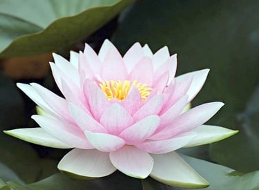 benefits of mindfulness