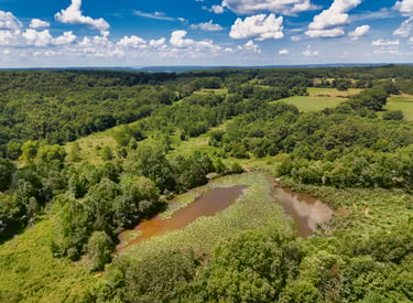 A nice remote pond with Lilly pads 