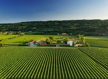 vigneti montello