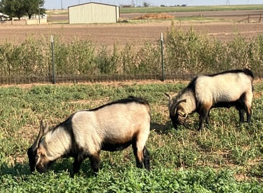 Registered Heritage Texas Range Goats - Bucks.