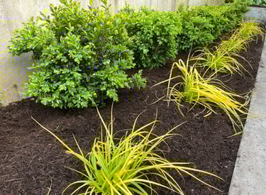 Boxwoods Sedges