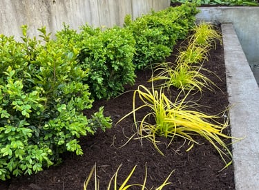 Boxwoods with Sedges