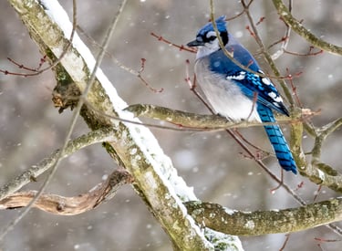 blue jay, blue bird, winter