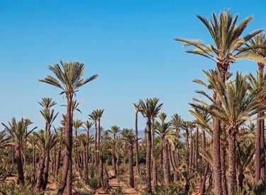 Vue sur la Palmeraie de Marrakech