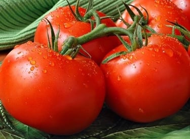 Bush Early Girl Tomato
