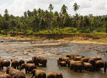 Udawalawe Yala Safari
