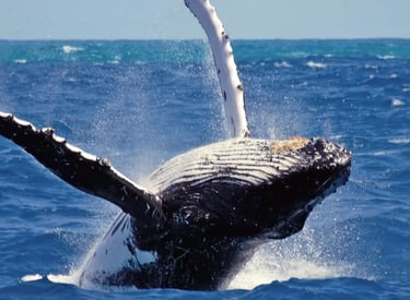 Whale Watching in Mirissa