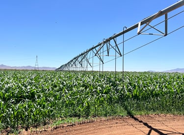 Sistema de riego en Rancho