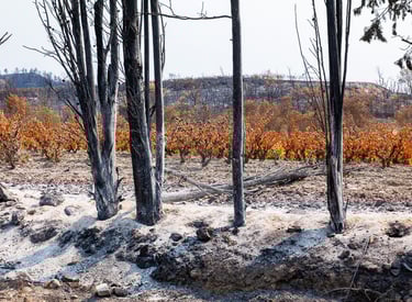 Incendie dans l'Aude la nature détruite