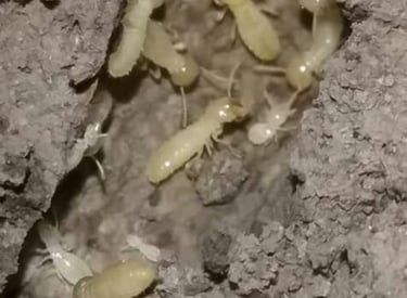 termite protection in auburn ga