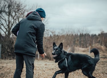 šuo laukia apdovanojimo
