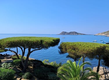 Taille ornementale pins Golfe de Saint Tropez