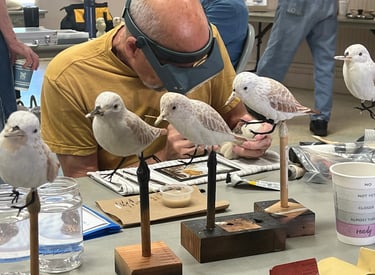 Learn to carve birds