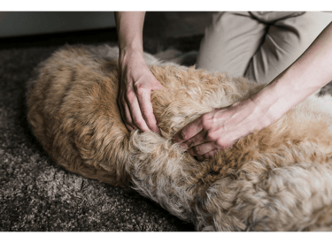 A dog getting some massage along their spinal muscles.