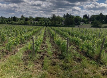 vigne agriculture biologique Amboise Montlouis