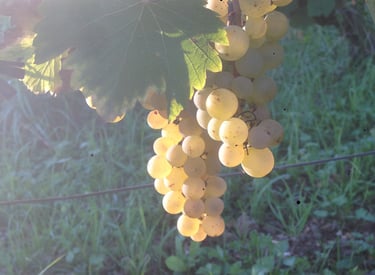 Vigne, raisin Amboise, Montlouis, AOP Touraine Amboise, Montlouis, Touraine