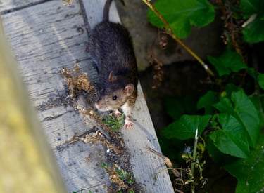 Entreprise de propreté à Lyon - dératisation, désinsectisation, désinfection