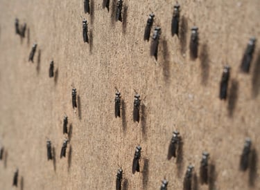 Entreprise de propreté à Lyon - dératisation, désinsectisation, désinfection