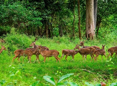 A group of deers in the forests of Wayanad