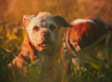 ritratto di cane anziano