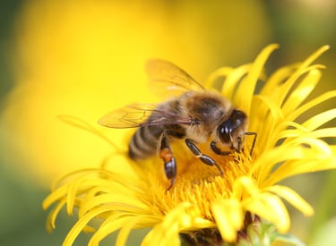 La biodiversité agricole est également un facteur de résilience.